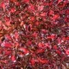 Coprosma Pacific Sunset 2 Coprosma Pacific Sunset -Plantes Séries Magasin Coprosma repens Pacific Sunset 88790 1