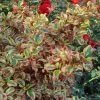 Coprosma Repens Pink Splendor 2 Coprosma Repens Pink Splendor -Plantes Séries Magasin Coprosma repens Pink Splendor LD 18454 1