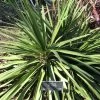 Cordyline Ti Tawhiti 1 Cordyline Ti Tawhiti -Plantes Séries Magasin Cordyline Ti Tawhiti LD 18255 1