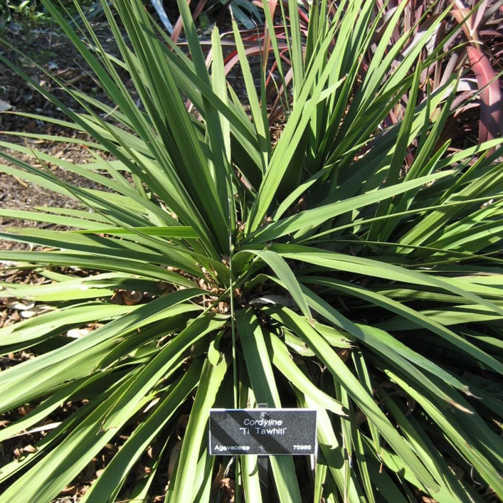 Cordyline Ti Tawhiti 3 Cordyline Ti Tawhiti