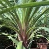 Cordyline Australis Peko -Plantes Séries Magasin Cordyline australis Peko copyright 8998111 1