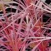 Cordyline Australis Southern Splendour -Plantes Séries Magasin Cordyline australis Southern Splendour 83278 1