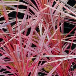 Cordyline Australis Southern Splendour