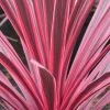 Cordyline Australis Sunrise -Plantes Séries Magasin Cordyline australis Sunrise 81583 1