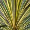 Cordyline Australis Torbay Dazzler 2 Cordyline Australis Torbay Dazzler -Plantes Séries Magasin Cordyline australis Torbay Dazzler 83280 1