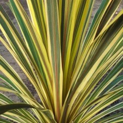 Cordyline Australis Torbay Dazzler