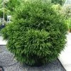 Cèdre Du Japon Globosa Nana - Cryptomeria Japonica 1 Cèdre Du Japon Globosa Nana - Cryptomeria Japonica -Plantes Séries Magasin Cryptomeria japonica Globosa Nana 87749 1