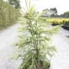 Cryptomeria Japonica Sekkan Sugi