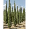 Cupressus Sempervirens Garda - Cyprès D'Italie, De Provence -Plantes Séries Magasin Cupressus sempervirens Garda 1004842 1