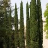 Cupressus Sempervirens Stricta - Cyprès D'Italie 2 Cupressus Sempervirens Stricta - Cyprès D'Italie -Plantes Séries Magasin Cupressus sempervirens Stricta 83283 1