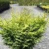 Cyprès Hinoki Du Japon - Chamaecyparis Obtusa Lucas -Plantes Séries Magasin Cypres hinoki du Japon Chamaecyparis obtusa Lucas IF 1002451 1