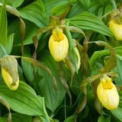 Cypripedium Kristi Lyn - Sabot De Vénus Hybride