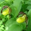 Cypripedium Calceolus - Sabot De Venus 1 Cypripedium Calceolus - Sabot De Venus -Plantes Séries Magasin Cypripedium calceolus ld urjsa 80044 1