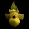 Cypripedium Flavum - Sabot De Vénus Jaune Pâle -Plantes Séries Magasin Cypripedium flavum 80352 1