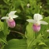 Cypripedium Reginae - Sabot De Venus -Plantes Séries Magasin Cypripedium reginae 8159 1
