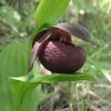 Cypripedium Smithii - Sabot De Vénus Rouge Pourpre -Plantes Séries Magasin Cypripedium smithii 80349 1