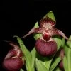 Cypripedium Tibeticum - Sabot De Vénus Rouge Pourpre -Plantes Séries Magasin Cypripedium tibeticum 80350 1