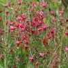 Genêt à Balais - Cytisus Boskoop Ruby -Plantes Séries Magasin Cytisus Boskoop Ruby 781591 1