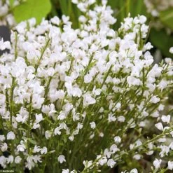 Genêt Précoce - Cytisus Praecox Albus