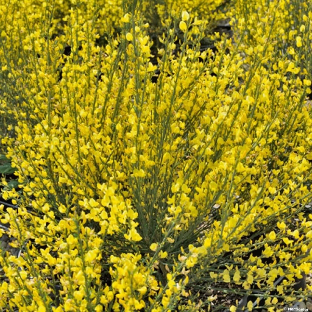 Genêt Précoce - Cytisus Praecox Allgold 3 Genêt Précoce - Cytisus Praecox Allgold