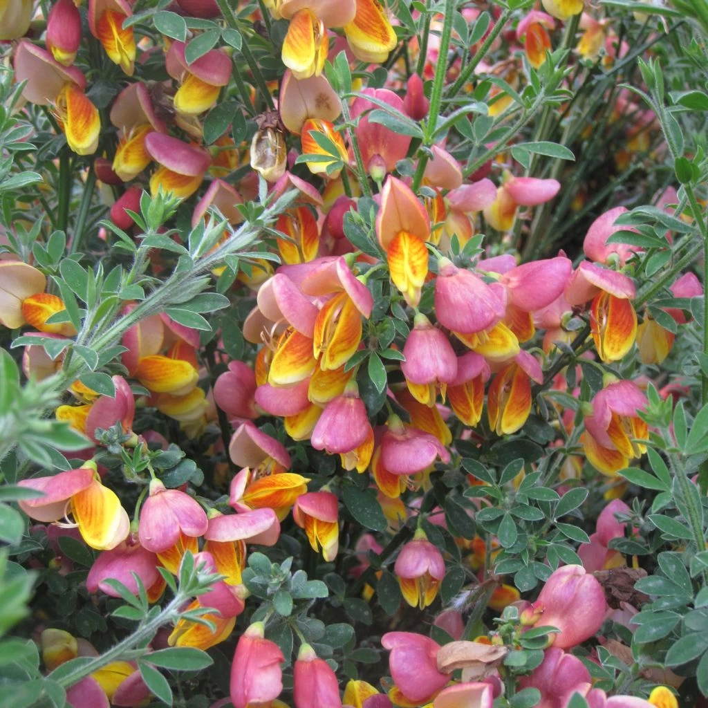 Genêt à Balais - Cytisus Scoparius La Coquette 3 Genêt à Balais - Cytisus Scoparius La Coquette