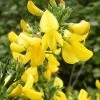 Genêt à Balais - Cytisus Scoparius Vanesse