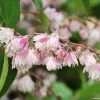Deutzia Scabra Codsall Pink - Deutzie