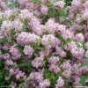 Deutzia Hybride Mont Rose - Deutzie -Plantes Séries Magasin DEUTZIA HYBRIDA MONT ROSE 781601 1