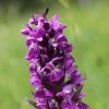 Dactylorhiza Majalis - Orchis De Mai Ou à Feuilles Larges