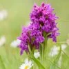 Dactylorhiza Purpurella, Orchis Pourpre - Orchidée Vivace De Jardin -Plantes Séries Magasin Dactylorhiza purpurella copyright 8163111 1