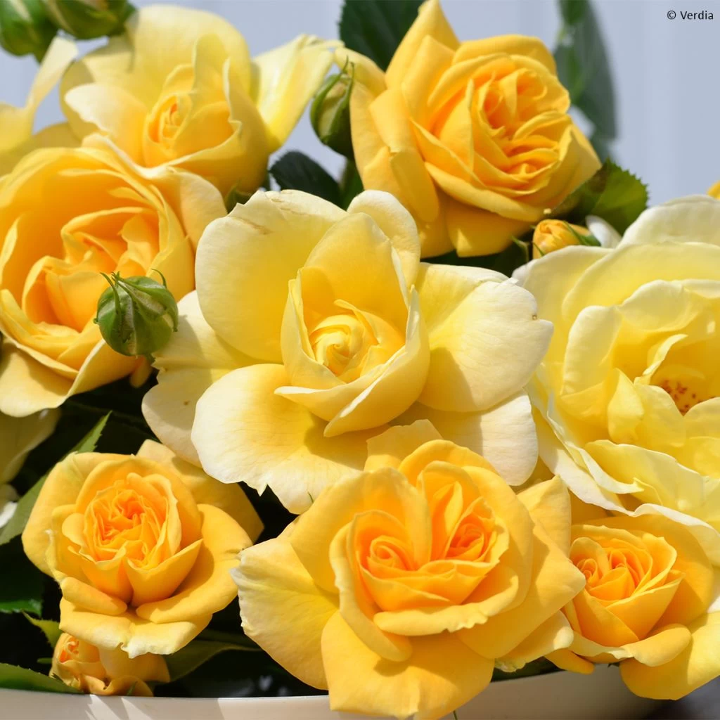 Rosier Decorosier Soleya 3 Rosier Decorosier Soleya