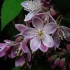 Deutzia Perle Rose - Deutzie -Plantes Séries Magasin Deutzia Perle Rose 7819 1