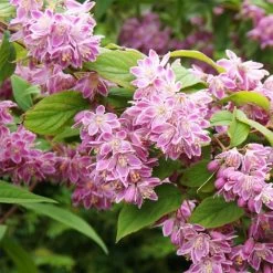 Deutzia Tourbillon Rouge En Pot De 2/3L