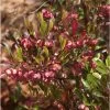 Dodonaea Viscosa Purpurea - Dodonée Visqueuse