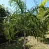 Dypsis Plumosa - Palmier Plumeux -Plantes Séries Magasin Dypsis plumosa 89853 1