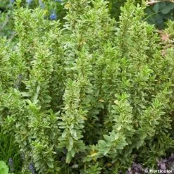 Euonymus Japonicus Microphyllus Albovariegatus - Fusain Du Japon