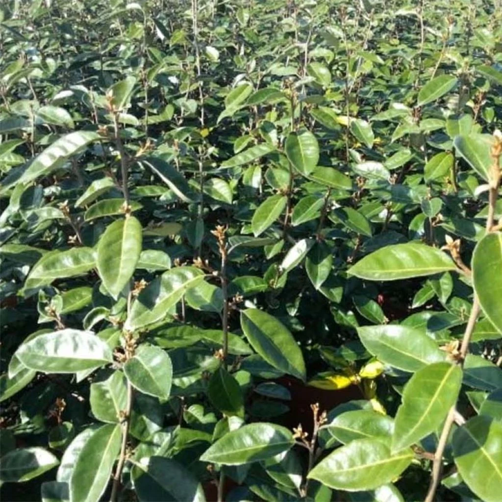 Elaeagnus Ebbingei Compacta - Chalef 3 Elaeagnus Ebbingei Compacta - Chalef