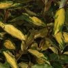 Elaeagnus Ebbingei Eleador - Chalef 2 Elaeagnus Ebbingei Eleador - Chalef -Plantes Séries Magasin Elaeagnus ebbingei Eleador 84048 1