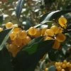 Elaeagnus Umbellata Fortunella - Goumi Du Japon