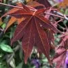 Érable Du Japon - Acer Palmatum Atropurpureum