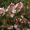 Escallonia Apple Blossom -Plantes Séries Magasin Escallonia Apple Blossom 82634 1