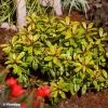 Escallonia Hybride Glowing Embers -Plantes Séries Magasin Escallonia Glowing Embers 88791 5