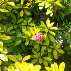 Escallonia Laevis Gold Ellen