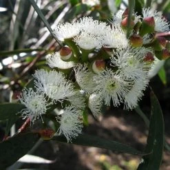 Eucalyptus Gregsoniana Ou Pauciflora Var. Nana - Gommier Des Neiges