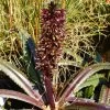 Eucomis Freckles - Eucomide Panachée -Plantes Séries Magasin Eucomis Freckles V 5029 1