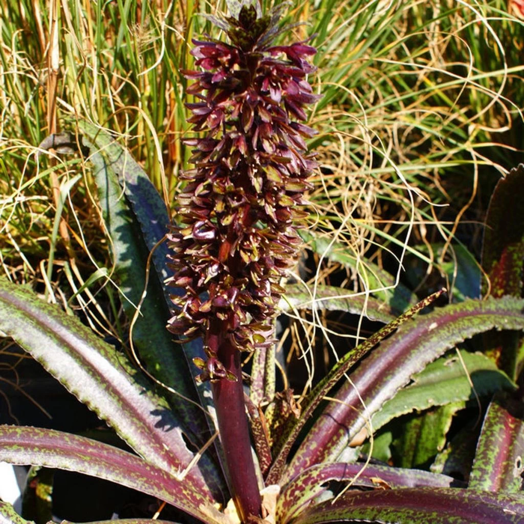 Eucomis Freckles - Eucomide Panachée 3 Eucomis Freckles - Eucomide Panachée