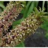 Eucomis Pole-evansii - Eucomide Blanche à Coeur Mauve. -Plantes Séries Magasin Eucomis pole evansii 6791 1