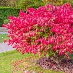 Euonymus Alatus Ciliatodentatus - Fusain Ailé