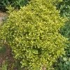 Euonymus Japonicus Aureomarginatus - Fusain Du Japon -Plantes Séries Magasin Euonymus japonicus Aureomarginatus 84069 1