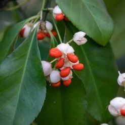 Euonymus Tonkinensis - Fusain Du Tonkin